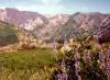 The Albion Basin, Wasatch Mtns above Salt Lake City, 30 July 1980. This was the setting for the 3rd through 6th mapping exercises.