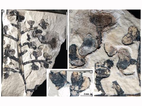 fossils of plants found in Argentina