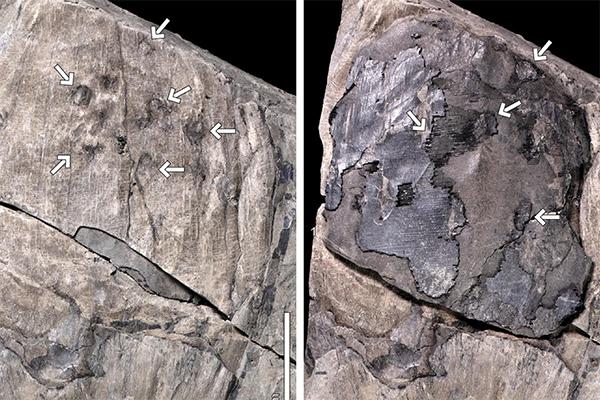 Palm bruchine tunnels on a fossil Coconut fruit of the Cerrejón Formation, Colombia.