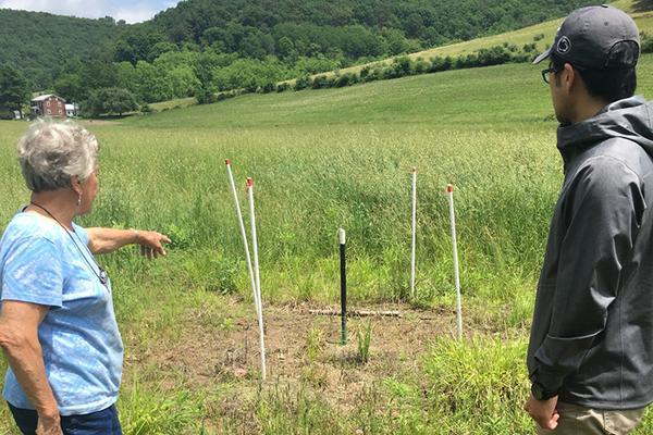 vegetation dead zone 